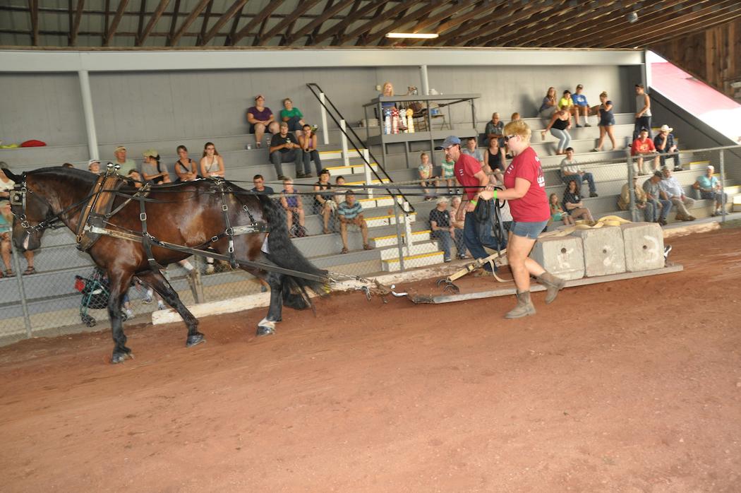 Powderpuff Horse Draw Cummington Fair